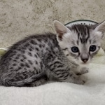 Mau silver male DOB 8-11-22