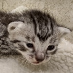 Mau silver male DOB 8-11-22