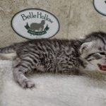 Mau silver male DOB 8-11-22