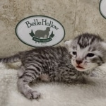 Mau silver male DOB 8-11-22