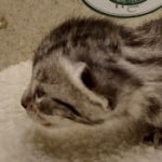 Mau silver male DOB 8-11-22