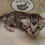 Mau silver male DOB 8-11-22