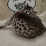 Mau silver male DOB 8-11-22