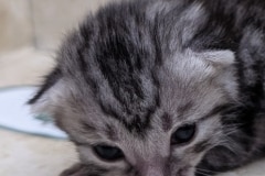 Egyptian Mau Silver Female Kitten DOB 3-9-26