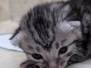 Egyptian Mau Silver Female Kitten DOB 3-9-26