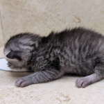 silver-Mau-Female-