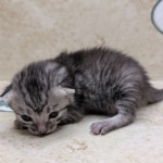 silver-Mau-Female-a