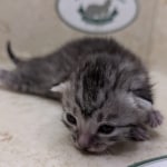 silver-Mau-Female-b