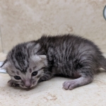 silver-Mau-Female-c