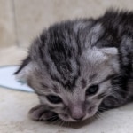 silver-Mau-Female-d
