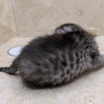 silver-Mau-Female-e