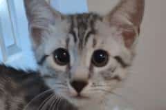 Egyptian Mau Silver Male #2 DOB 10-29-21