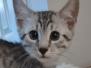 Egyptian Mau Silver Male #2 DOB 10-29-21