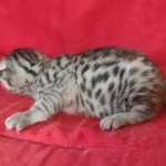 Egyptian Mau Silver Male DOB 10-29-21