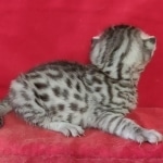 Egyptian Mau Silver Male DOB 10-29-21