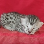 Egyptian Mau Silver Male DOB 10-29-21