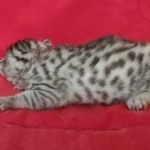 Egyptian Mau Silver Male DOB 10-29-21