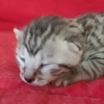 Egyptian Mau Silver Male DOB 10-29-21