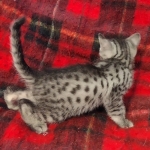 Egyptian Mau Silver Male DOB 10-29-21