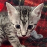 Egyptian Mau Silver Male DOB 10-29-21