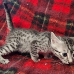Egyptian Mau Silver Male DOB 10-29-21