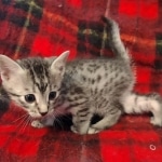 Egyptian Mau Silver Male DOB 10-29-21