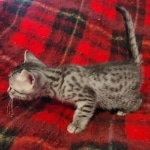 Egyptian Mau Silver Male DOB 10-29-21