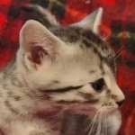 Egyptian Mau Silver Male DOB 10-29-21