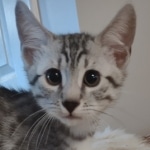 Egyptian Mau Silver Male DOB 10-29-21