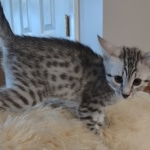 Egyptian Mau Silver Male DOB 10-29-21