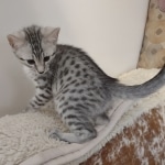 Egyptian Mau Silver Male DOB 10-29-21