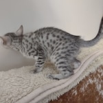 Egyptian Mau Silver Male DOB 10-29-21
