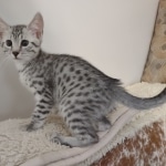 Egyptian Mau Silver Male DOB 10-29-21