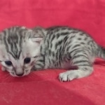 Egyptian Mau Silver Male DOB 10-29-21
