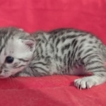 Egyptian Mau Silver Male DOB 10-29-21