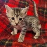 Egyptian Mau Silver Male DOB 10-29-21