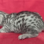 Egyptian Mau Silver Male DOB 10-29-21
