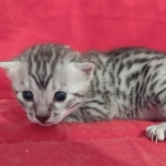 Egyptian Mau Silver Male DOB 10-29-21