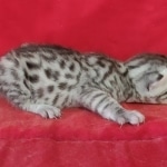 Egyptian Mau Silver Male DOB 10-29-21