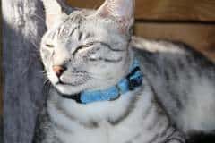 Alex Egyptian Mau Silver Male dark DOB 4-3-19