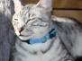 Alex Egyptian Mau Silver Male dark DOB 4-3-19
