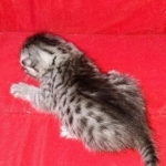 Mau, silver , Male, DOB 4-3-19