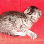 Mau, silver , Male, DOB 4-3-19