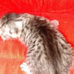 Mau, silver , Male, DOB 4-3-19