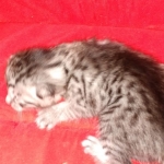 Mau, silver , Male, DOB 4-3-19