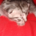 Mau, silver , Male, DOB 4-3-19