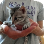 Mau, silver , Male, DOB 4-3-19