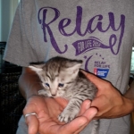 Mau, silver , Male, DOB 4-3-19