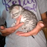 Mau, silver , Male, DOB 4-3-19