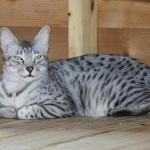 Alex Egyptian Mau silver male DOB 4/3/19